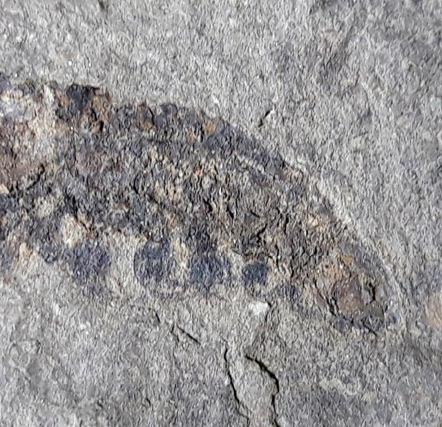 Pennaeus sp. FABRICIUS 1798 - Bild © FossNet FossilienStore